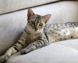 кошка египетская мау